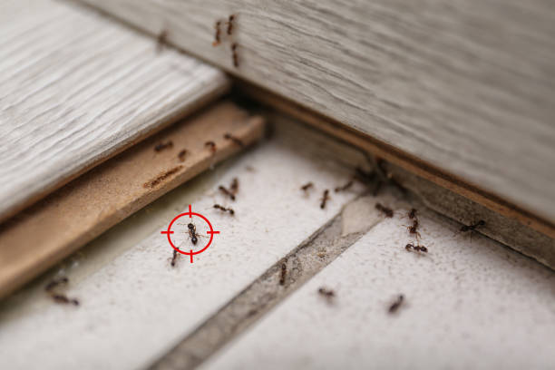 Hickory Hills, IL Pest Control Company