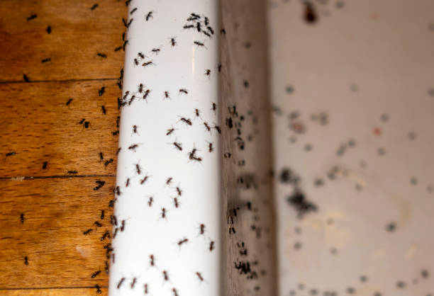 Best Pest Control for Restaurants  in Hickory Hls, IL
