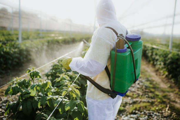 Wasp Removal Services in Hickory Hills, IL